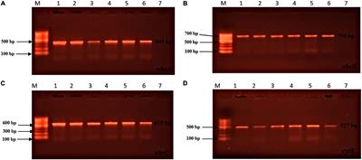Bacillus spp. Contamination: A Novel Risk Originated From Animal Feed to Human Food Chains in South-Eastern Bangladesh
